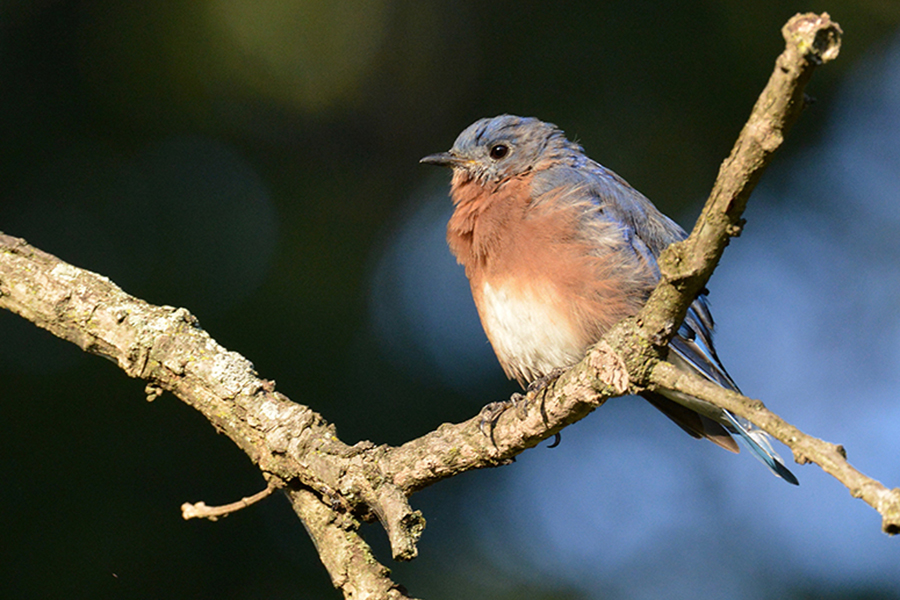 bluebird-900x600